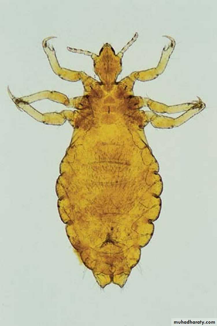 parasitic skin diseases