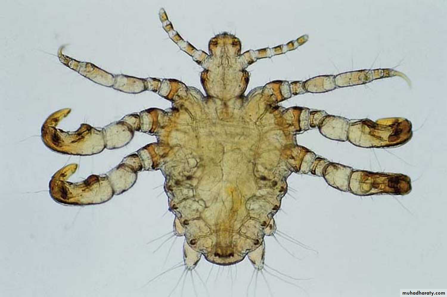 parasitic skin diseases