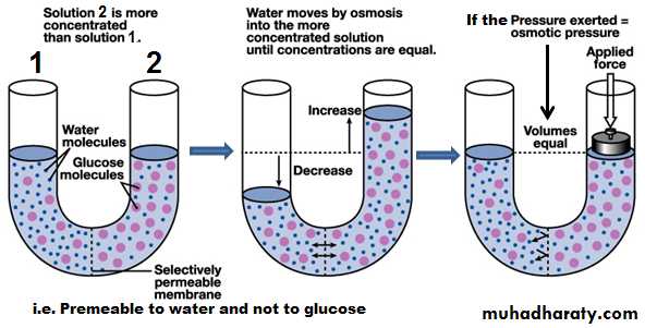 Cell physiology