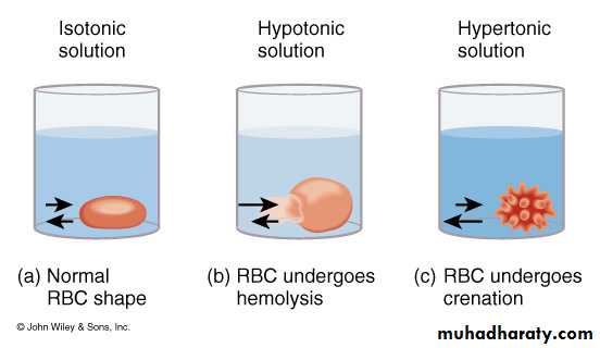Cell physiology