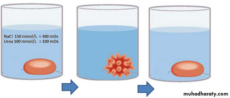Cell physiology