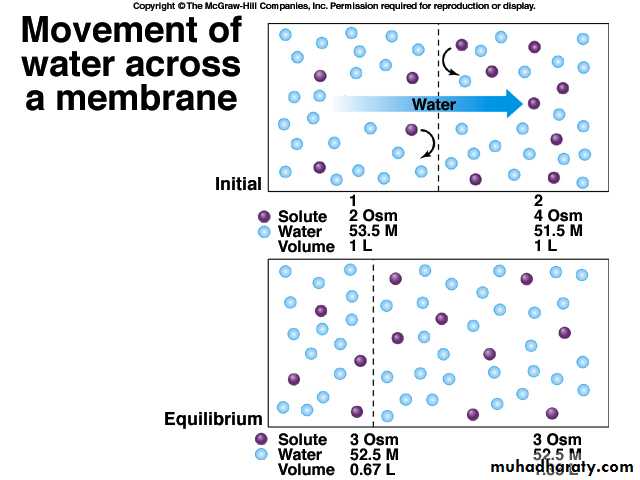 Cell physiology