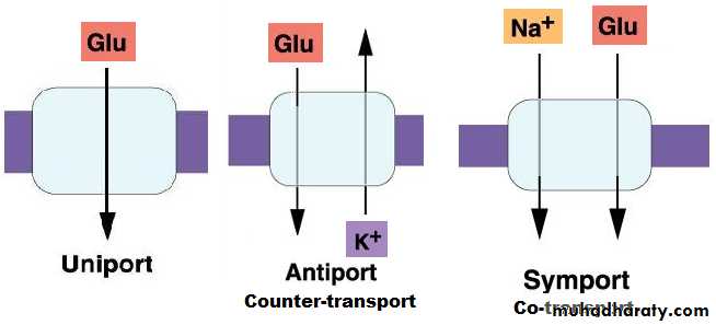 Cell physiology
