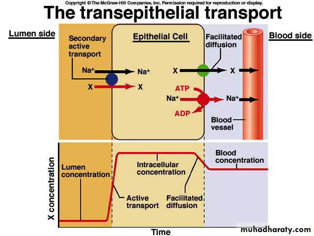 Cell physiology