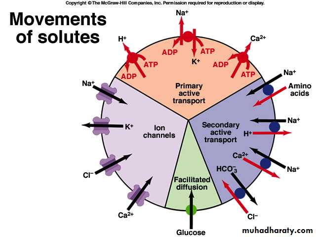 Cell physiology