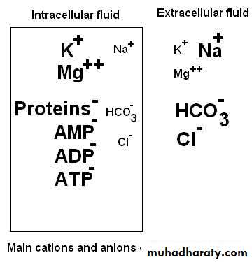 Cell physiology