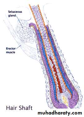 skin appendages