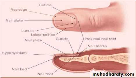skin appendages