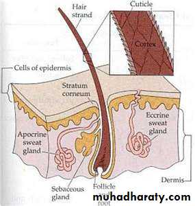 skin appendages