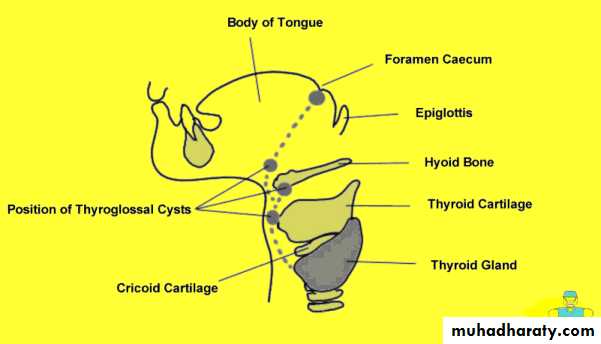 Thyroid gland