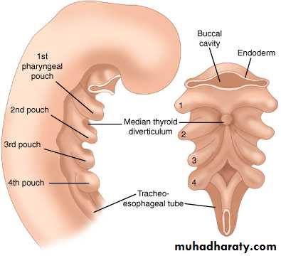 Thyroid gland
