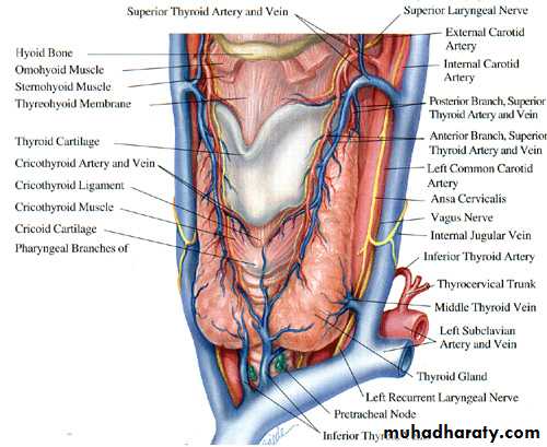 Thyroid gland