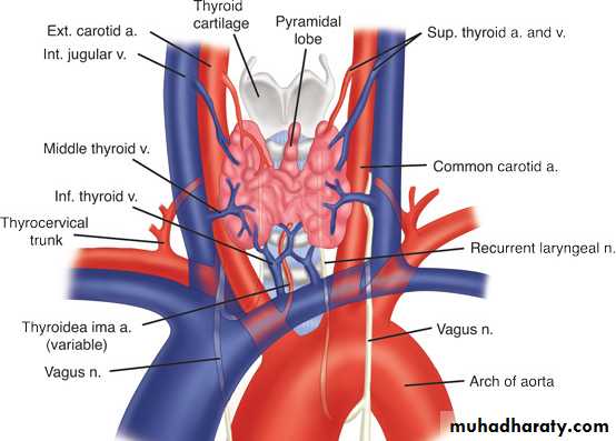 Thyroid gland