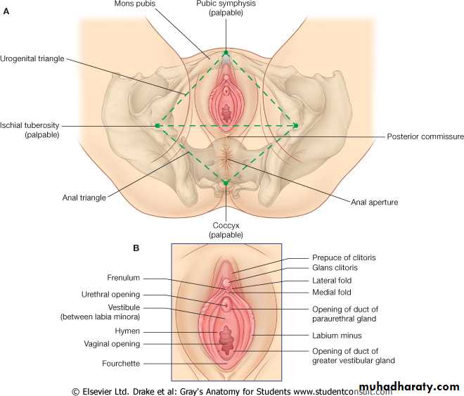 urethra