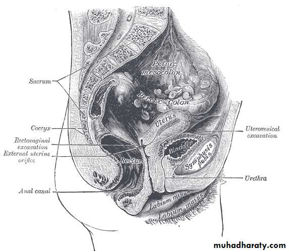 urinary bladder anatomy in the female from snell anatomy
