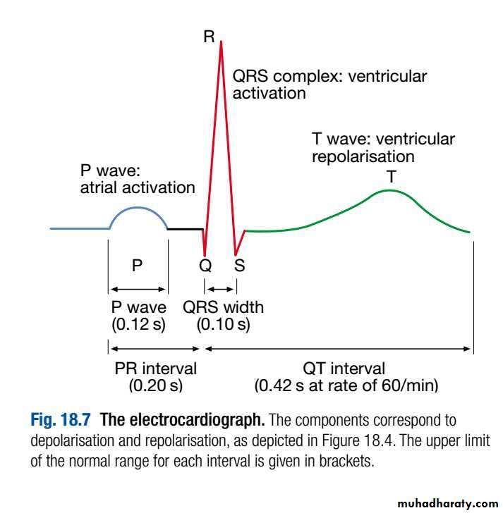INVESTIGATION OF CARDIOVASCULAR SYSTEM