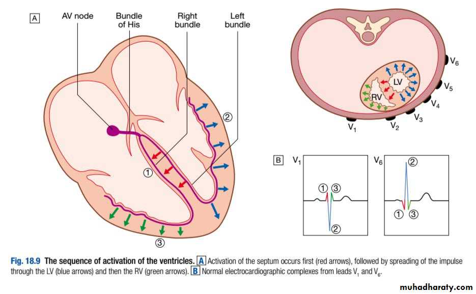 INVESTIGATION OF CARDIOVASCULAR SYSTEM