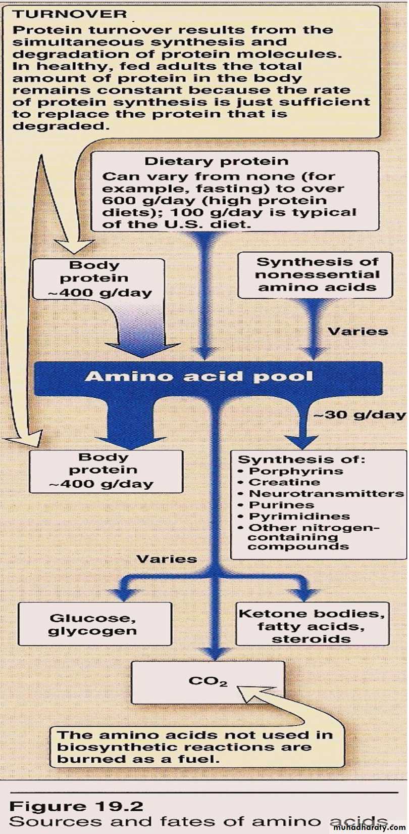 Amino acids
