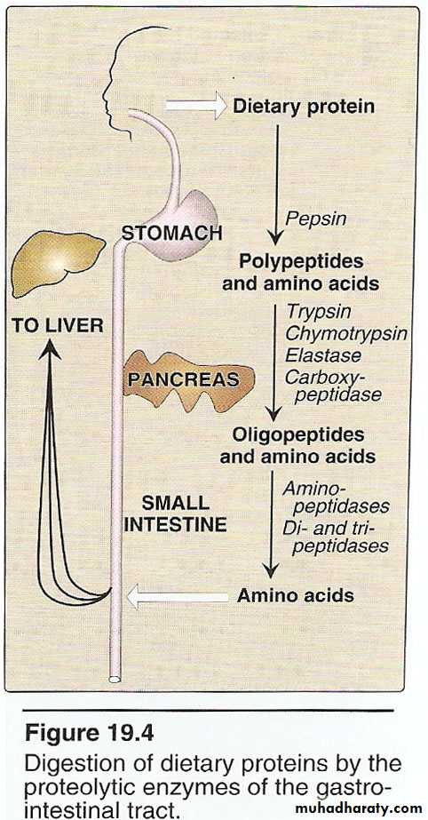 Amino acids