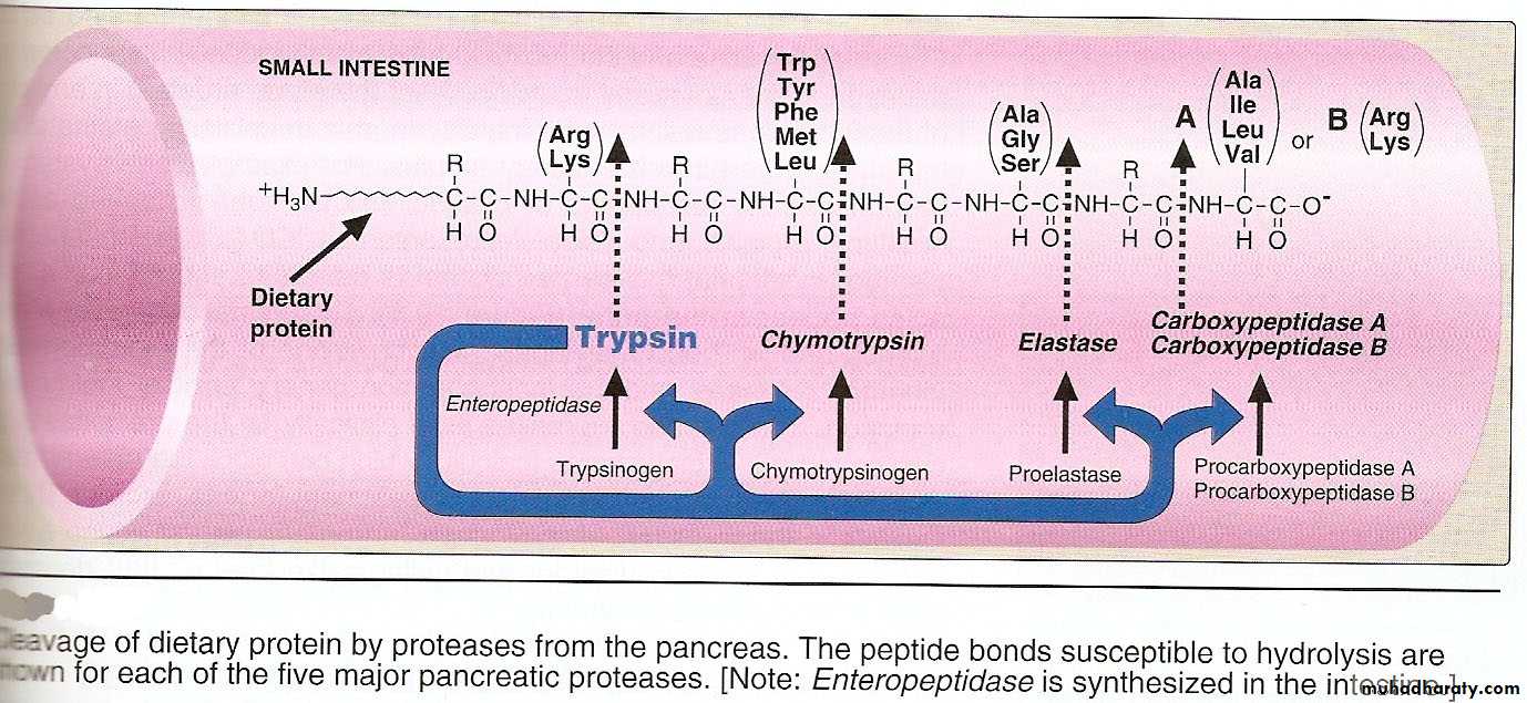 Amino acids