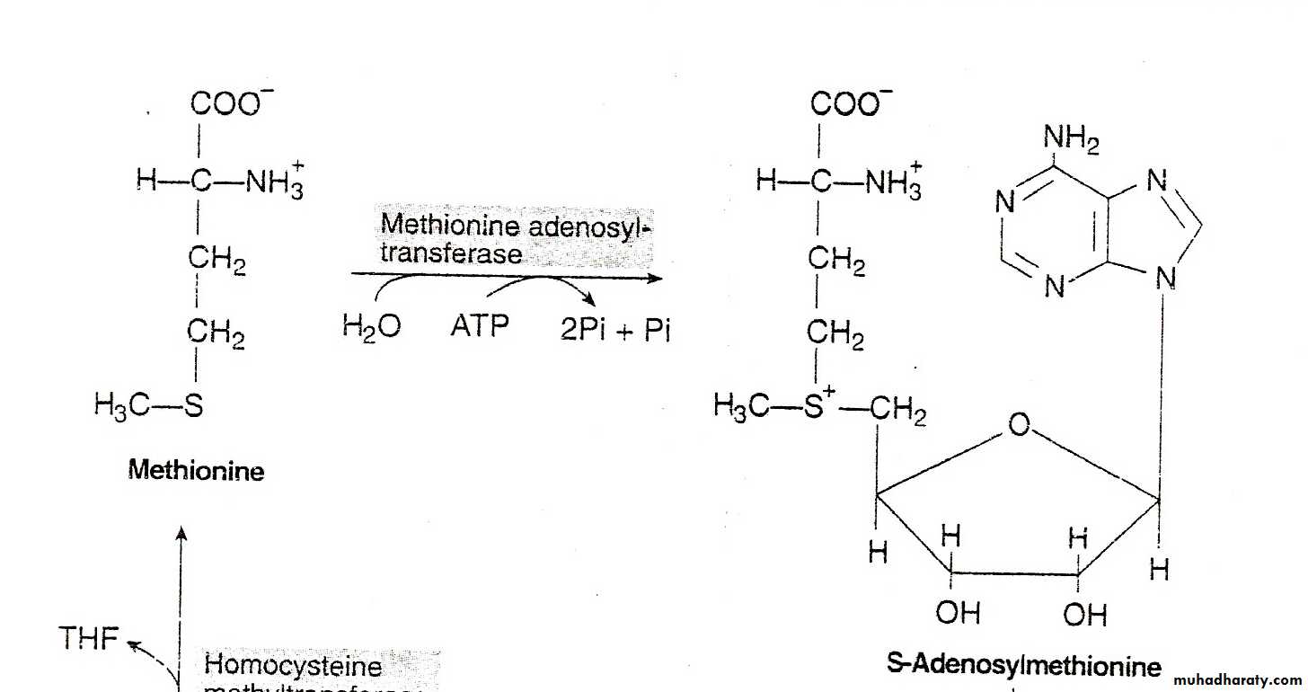 Amino acids