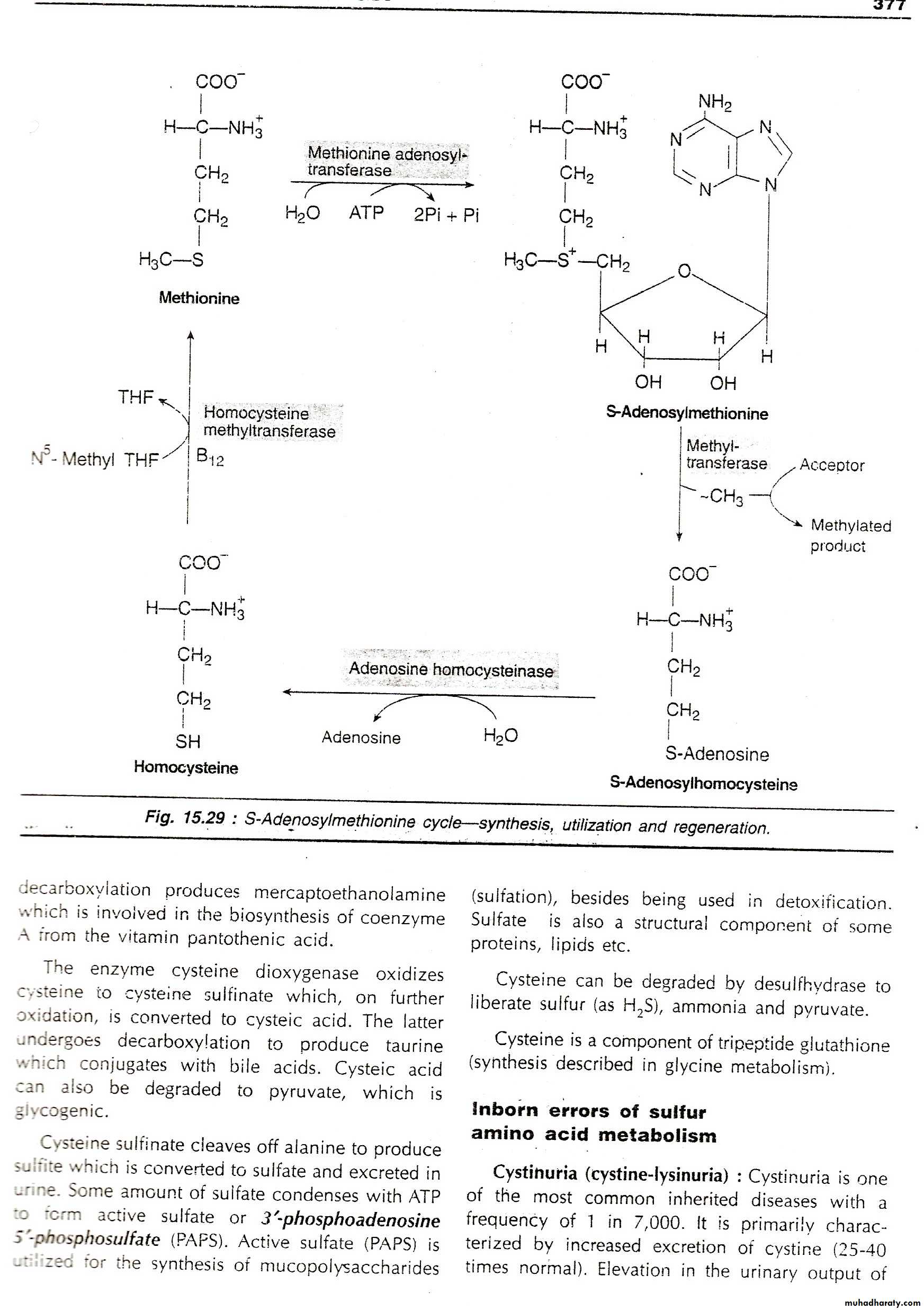 Amino acids