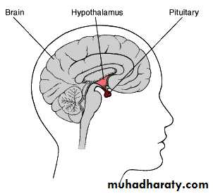 PARATHYROID NEW