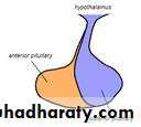 PARATHYROID NEW