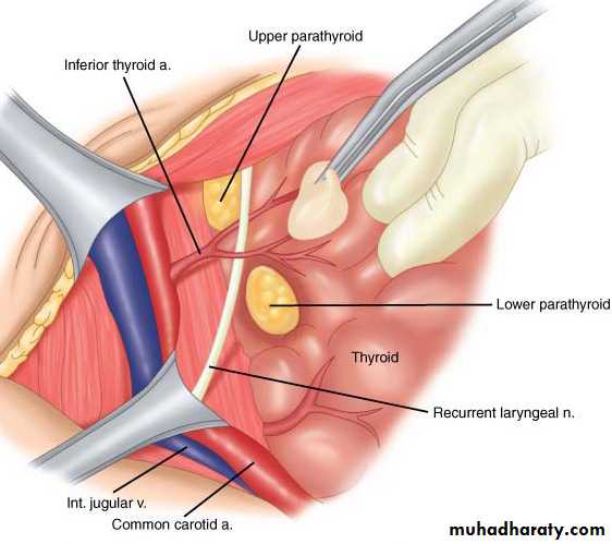 PARATHYROID NEW