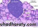 PARATHYROID NEW
