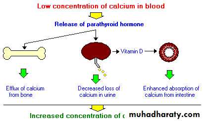 PARATHYROID NEW