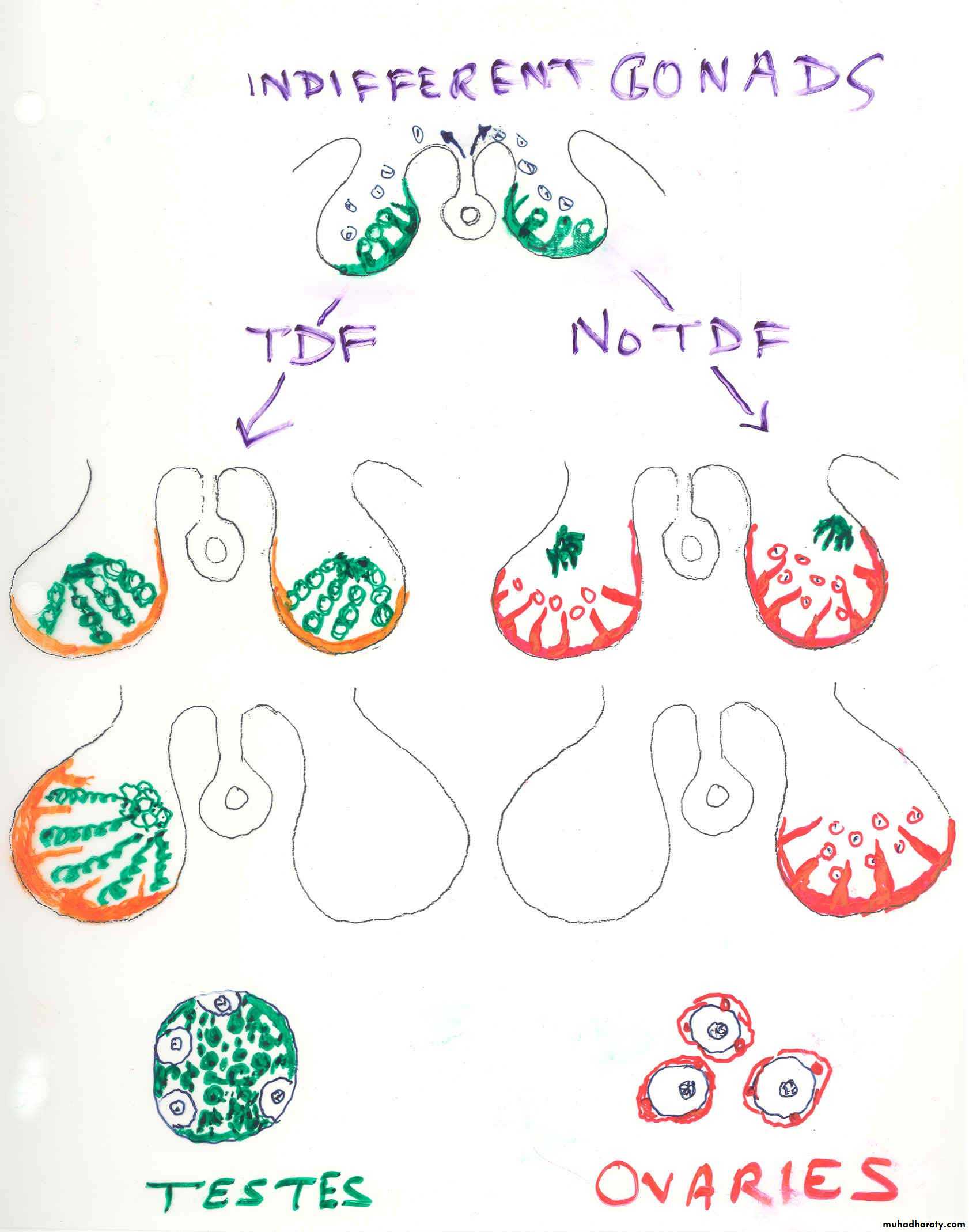 Embryology of the Female Genital Tract