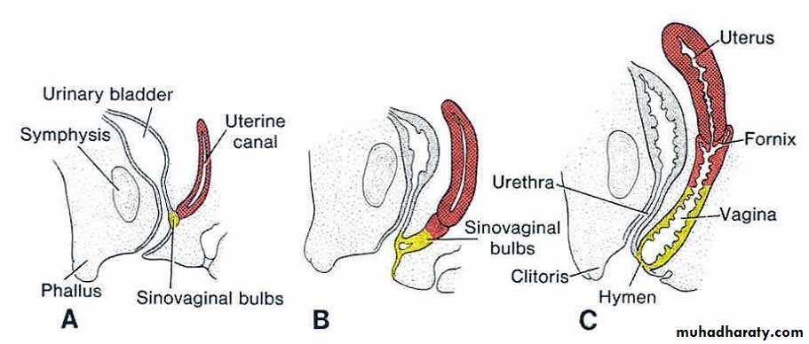 Embryology of the Female Genital Tract
