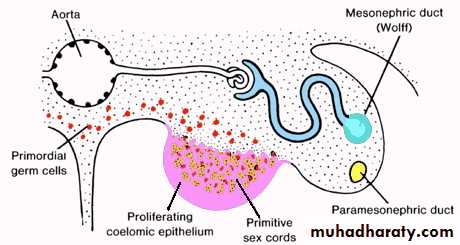 Embryology of the Female Genital Tract