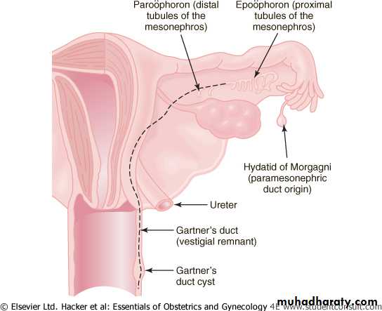 Embryology of the Female Genital Tract