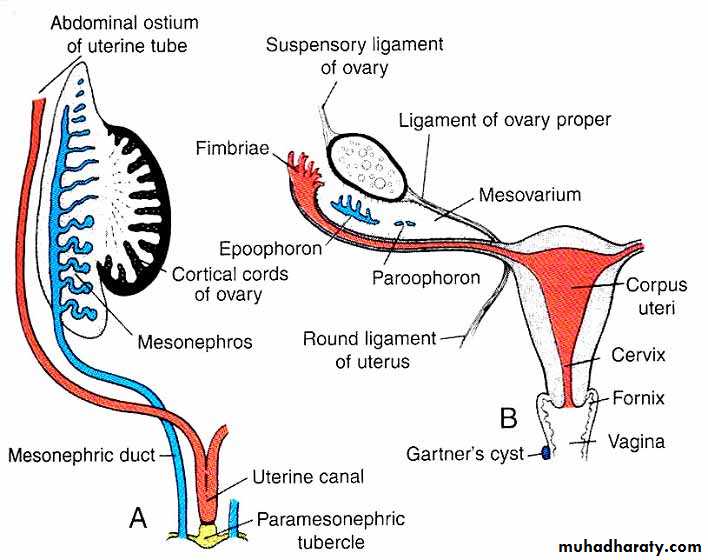 Embryology of the Female Genital Tract