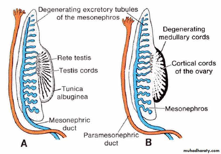 Embryology of the Female Genital Tract