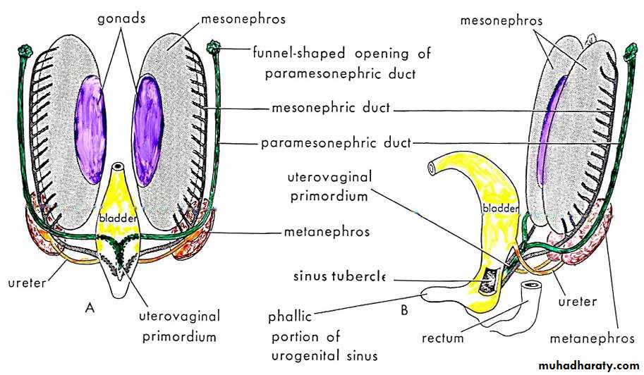 Embryology of the Female Genital Tract