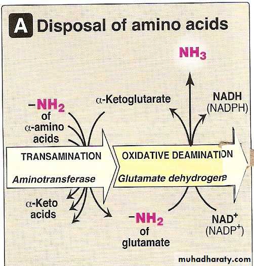 AA metablism