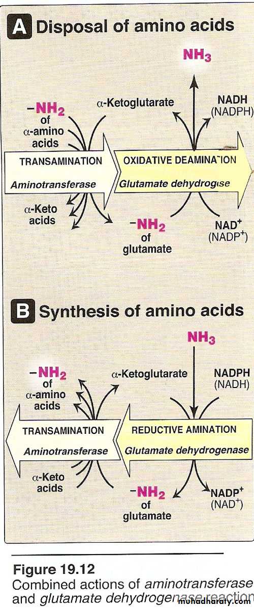 AA metablism