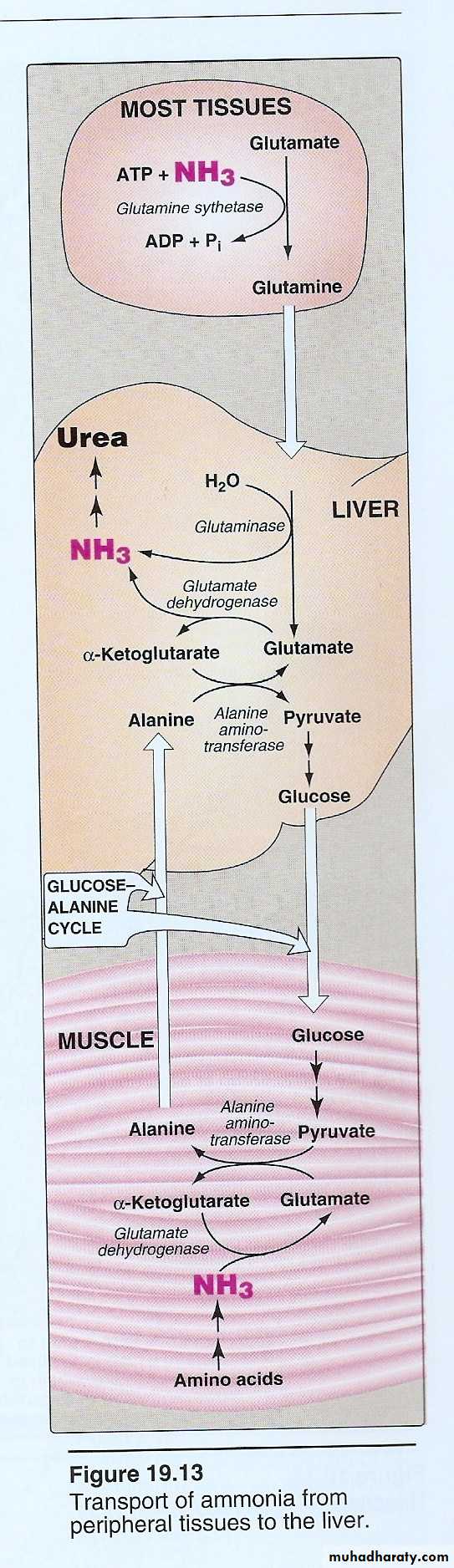 AA metablism