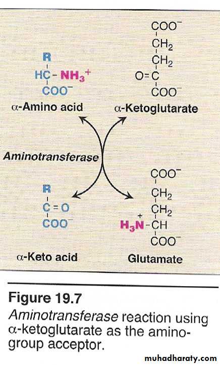 AA metablism