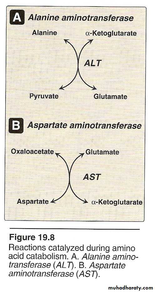 AA metablism