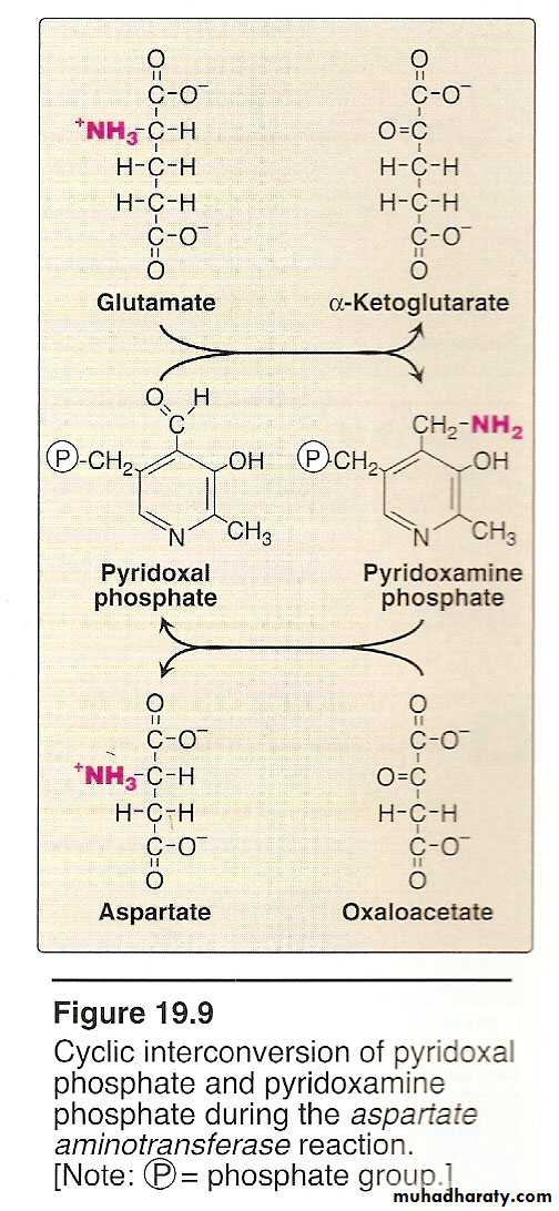 AA metablism