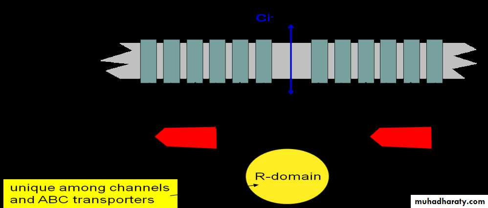 coaeliac diseas