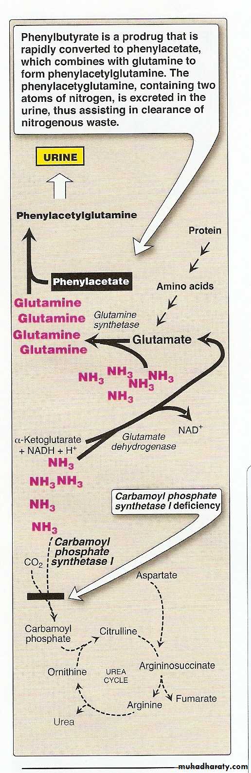 AA metablism