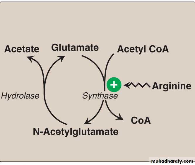 AA metablism