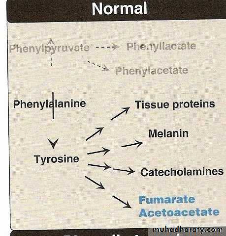 AA metablism