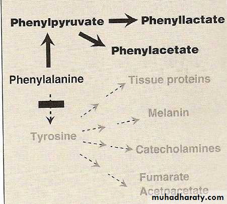 AA metablism