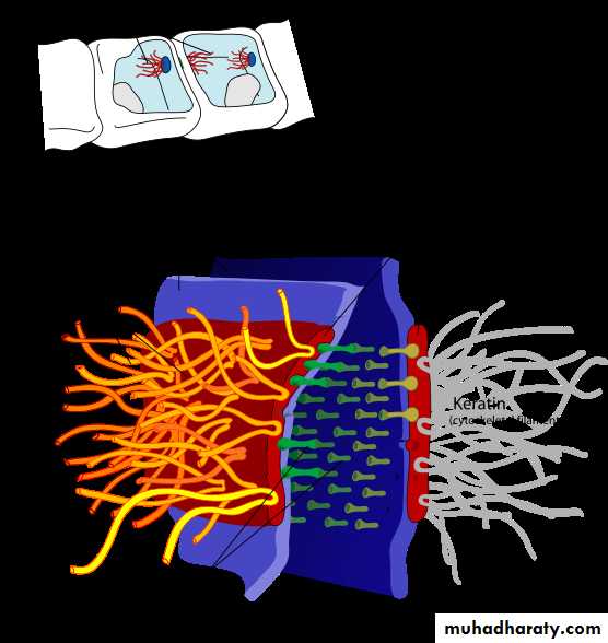 Characteristic features of epithelial cells